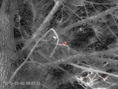 Un oiseau parmi les branches