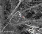 Un oiseau parmi les branches