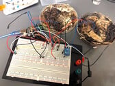 Deux cellules de mémoire en forme de champignon ont été fixées à une carte de développement à microcontrôleur Arduino UNO pour être testées. (Source de l'image : LaRocco, J. et al. via PLOS One)
