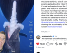 GatorChris explique dans une vidéo que les baleines ne se nourrissent pas de cette façon