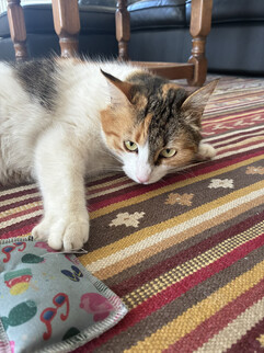 Une image de la caméra principale