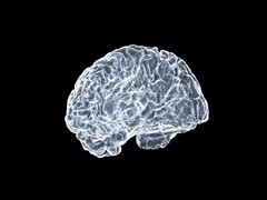 Image artistique d'un cerveau (Source de l'image : Shawn Day via Unsplash ; édité)