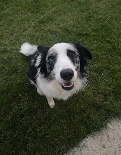 ChatGPT-4 a pu déduire le diagnostic de Sassy mieux que son vétérinaire habituel (Source de l'image : @peakcooper sur Twitter)